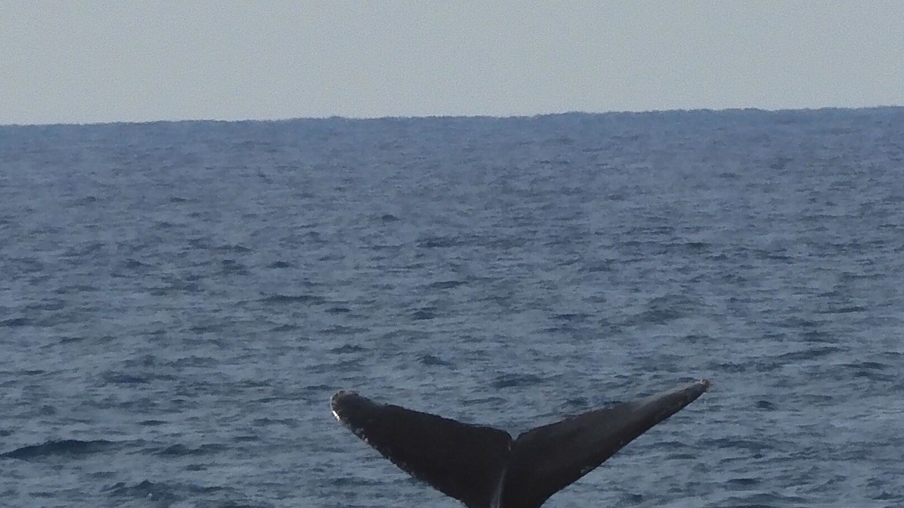 Photo of Others in Kahaluu Bay