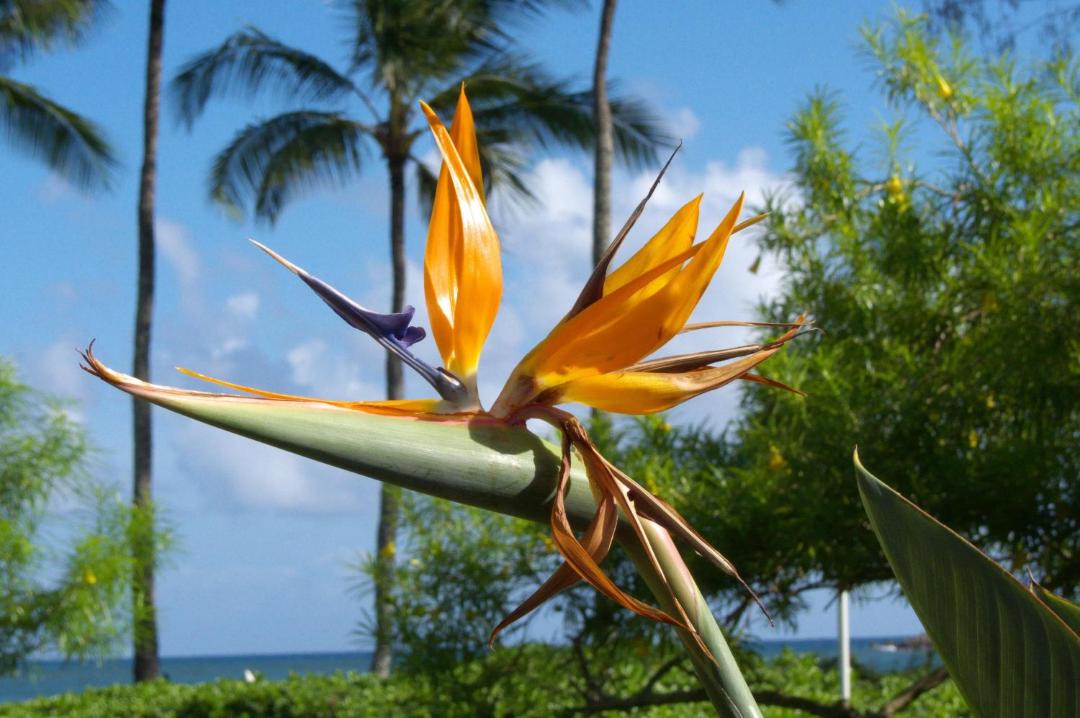Photo of Others in Koloa