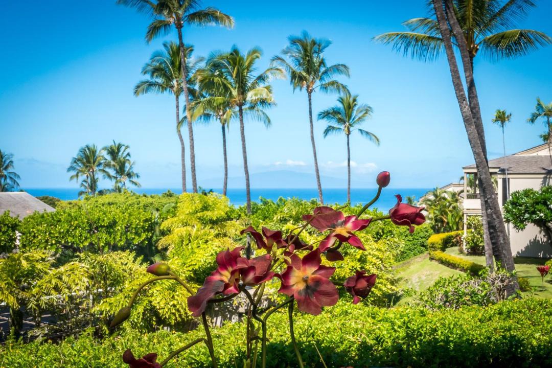 Photo of Others in Wailea