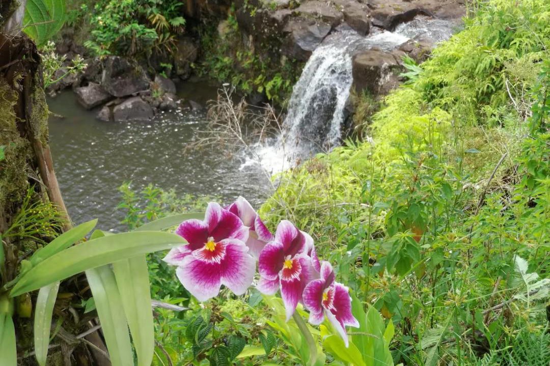 Photo of Others in Hilo