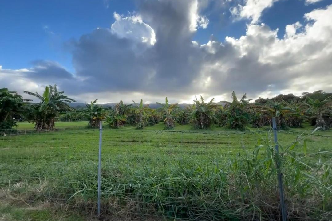 Photo of Others in Laie