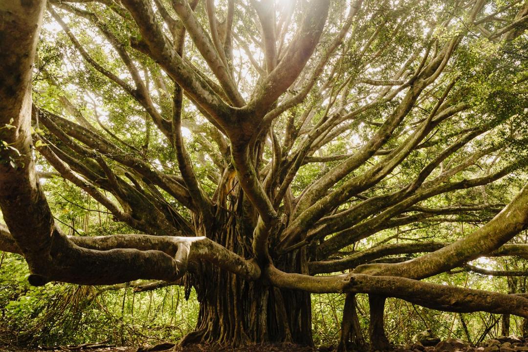 Photo of Others in Kahului