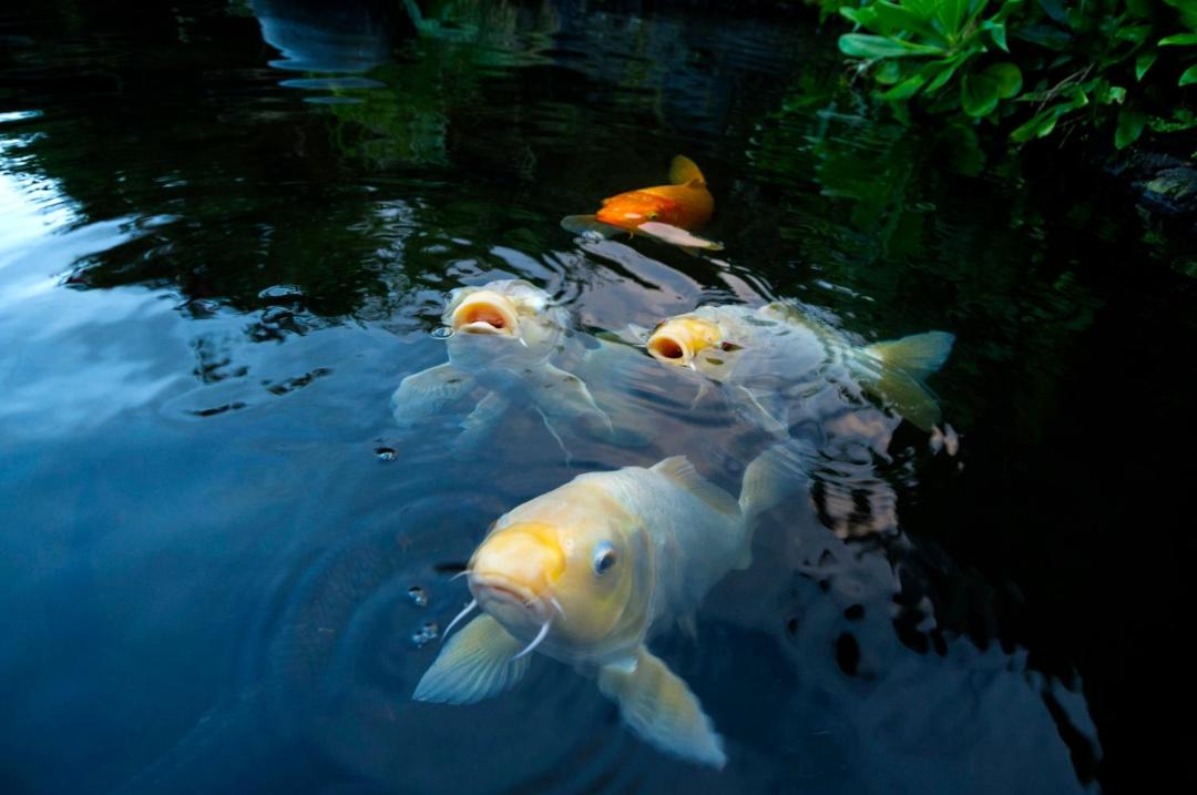 Photo of Others in Hana