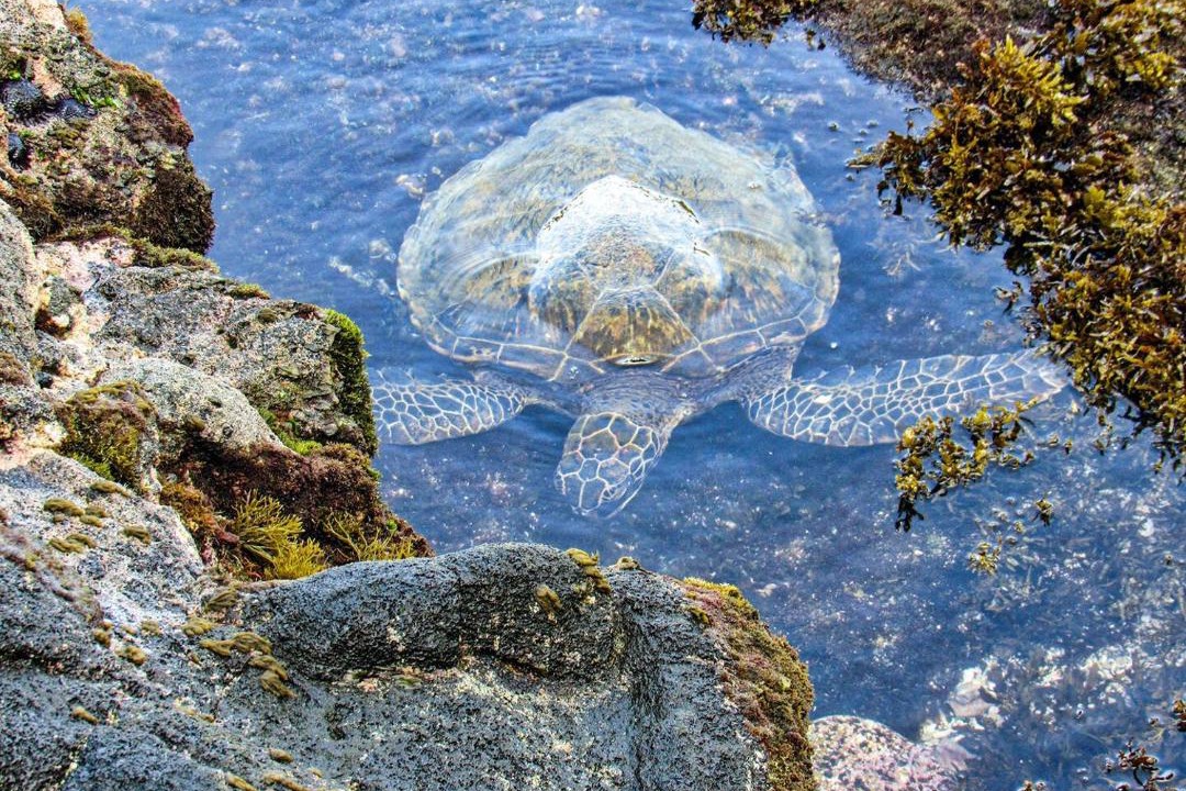 Photo of Others in Kailua-Kona