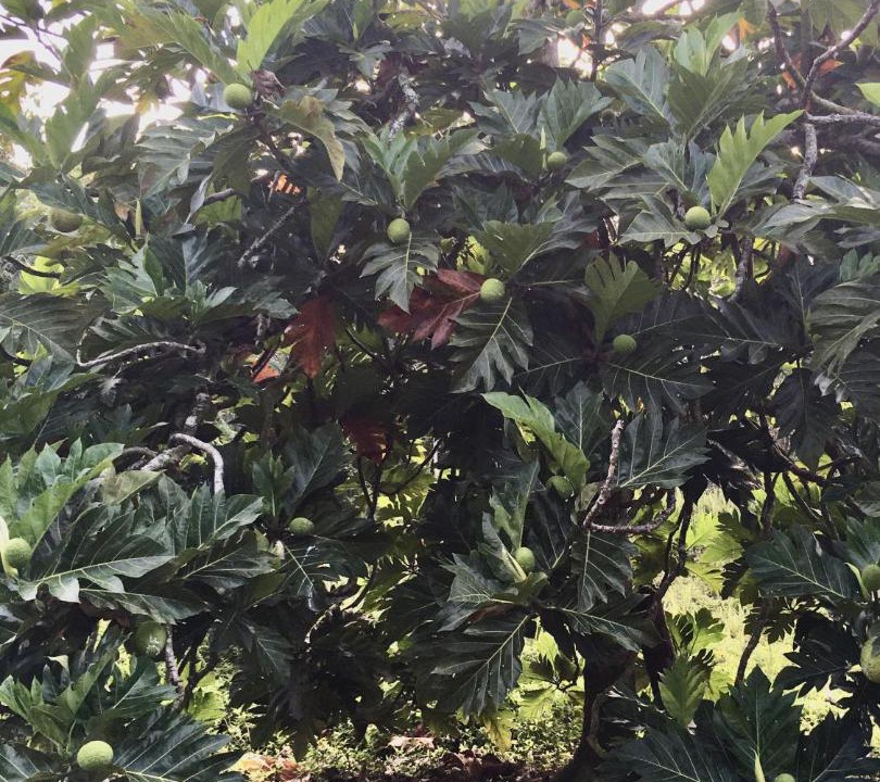 Photo of Outdoor in Keaau