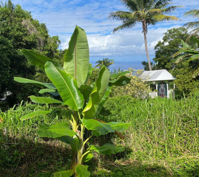 Photo of Others in Honaunau-Napoopoo