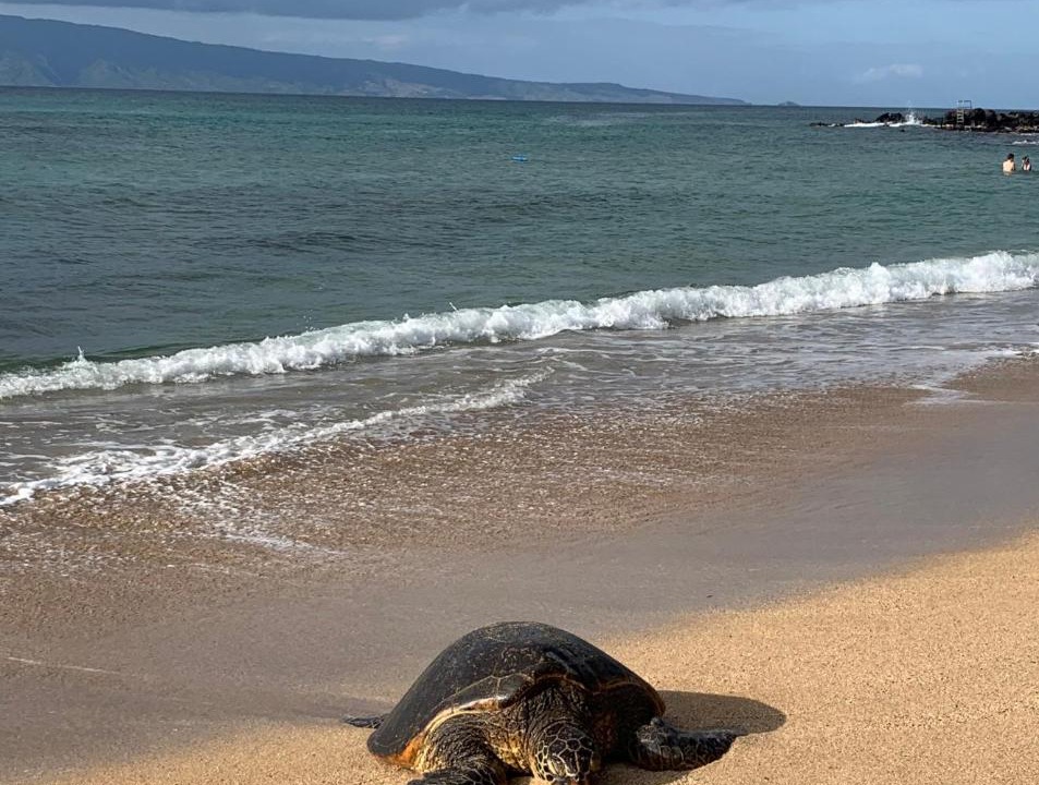 Photo of Others in Honokowai