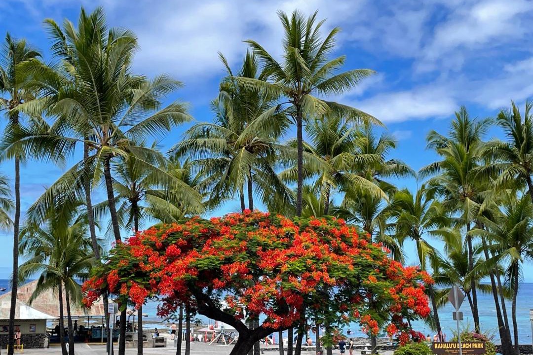 Photo of Others in Kahaluu Bay