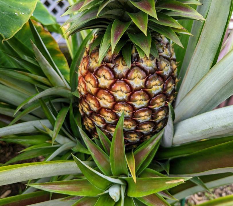 Photo of Others in Hilo