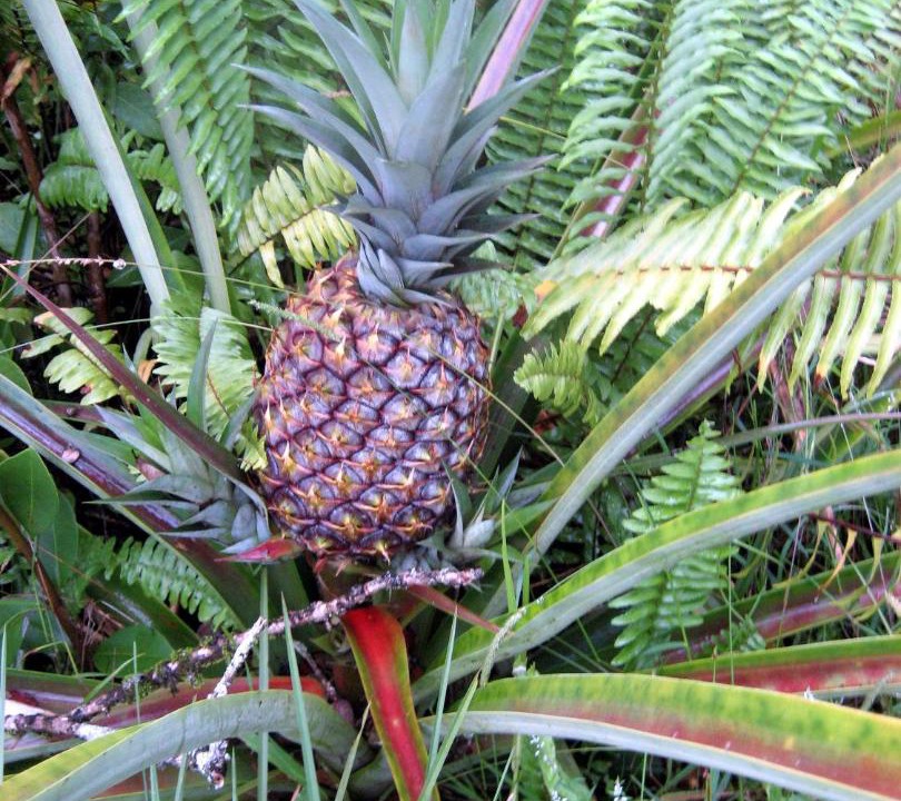 Photo of Others in Keaau