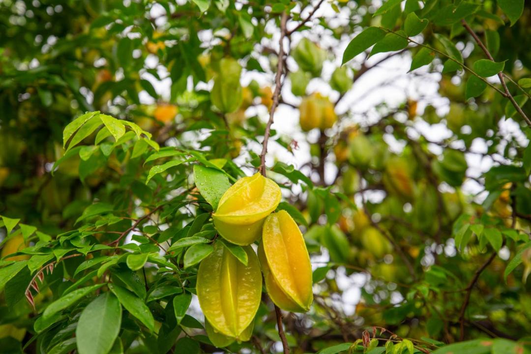 Photo of Outdoor in Kalaoa