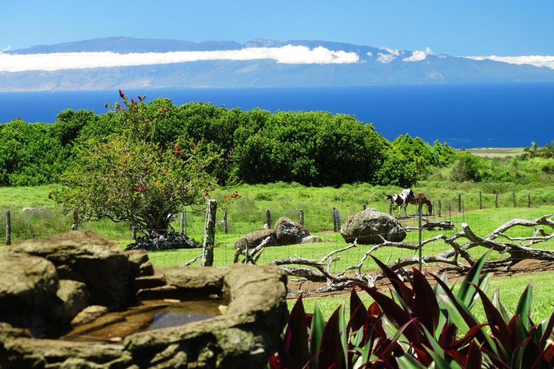 Photo of Others in Hawi