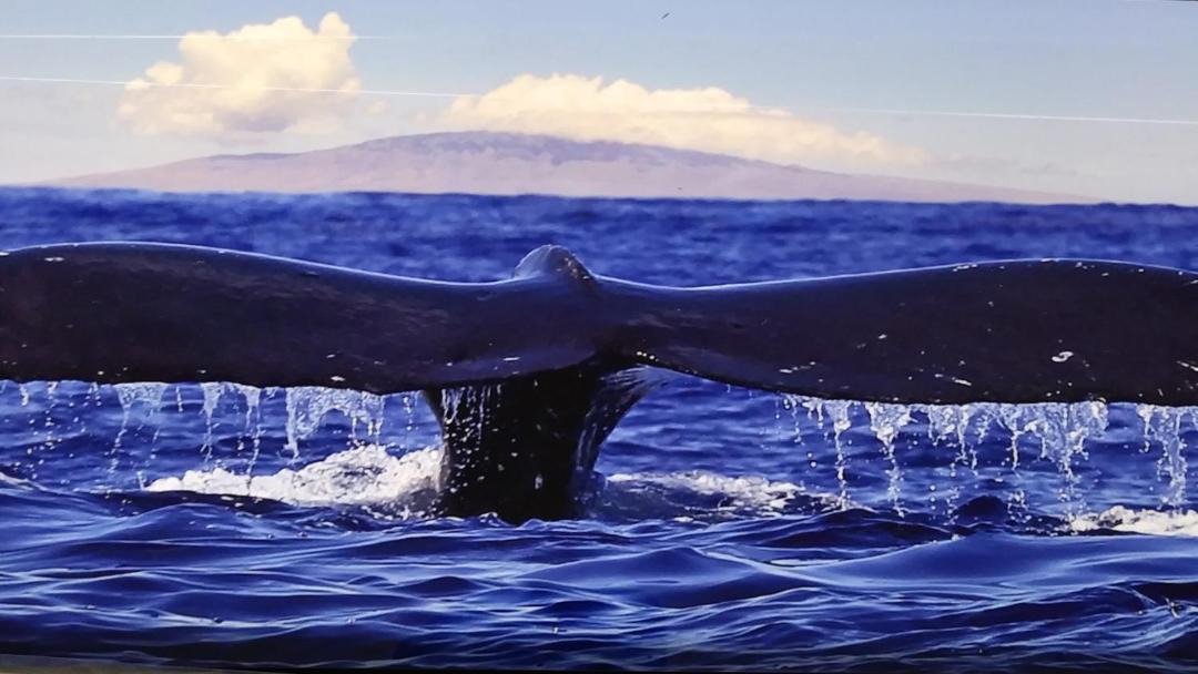 Photo of Others in Ocean View