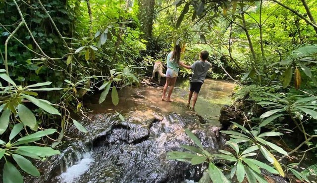4-Bedroom Flat Rock Retreat with Stream on 2 Acres